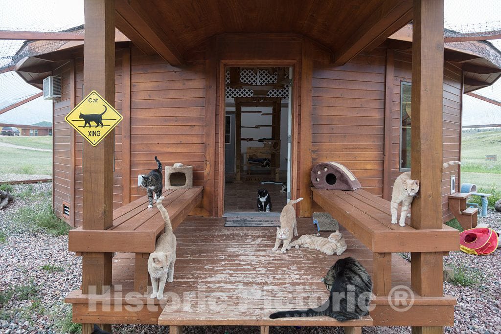 Photograph - Rescued cats get their own shelter, with lots of room to roam, at the Kindness Ranch, near Hartville, Wyoming, which rehabilitates retired research animals of many species 2