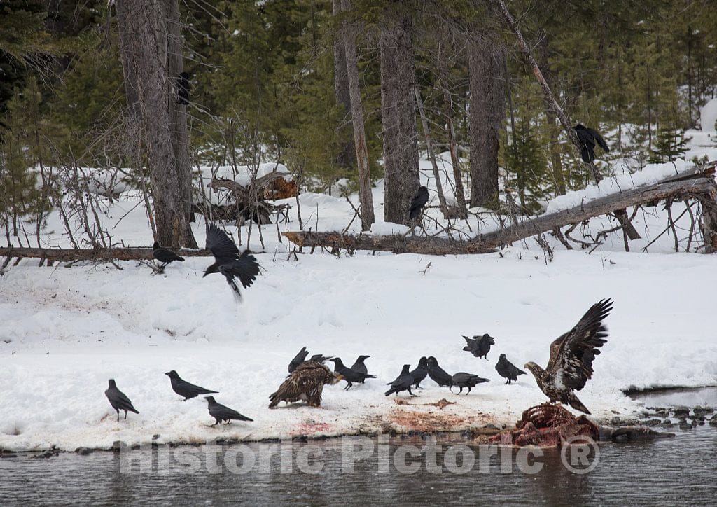 Photo- Winter in Yellowstone National Park in The Northwest Corner of Wyoming 1 Fine Art Photo Reproduction