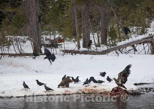 Photo- Winter in Yellowstone National Park in The Northwest Corner of Wyoming 1 Fine Art Photo Reproduction