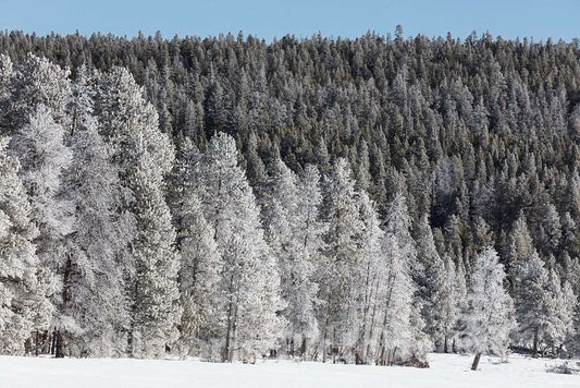 Photograph - Trees get a white winter glaze in Yellowstone National Park in the northwest corner of Wyoming. (Small additional park acreage also spills into neighboring Idaho and Montana 2