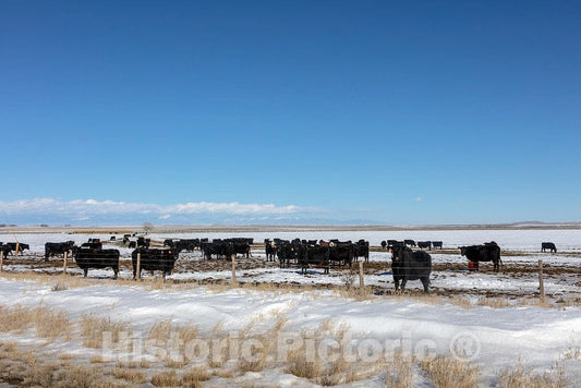 Photo - Cattle Endure Wyoming's Bitter-Cold Winter in Rugged and Remote Sweetwater County- Fine Art Photo Reporduction
