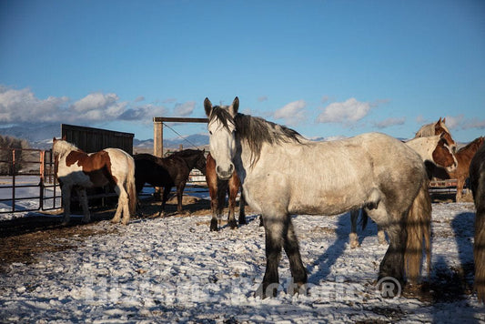 Photo- This horse is back in the corral after a romp in the snow at the Midland Ranch, a cattle and sheepraising spread in Sweetwater County, Wyoming 1 Fine Art Photo Reproduction