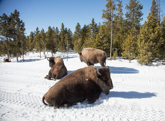 Photo- As The World Wildlife Fund Points Out, American Bison, or Buffaloes 1 Fine Art Photo Reproduction