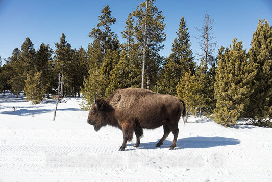 Photo- As The World Wildlife Fund Points Out, American Bison, or Buffaloes 2 Fine Art Photo Reproduction