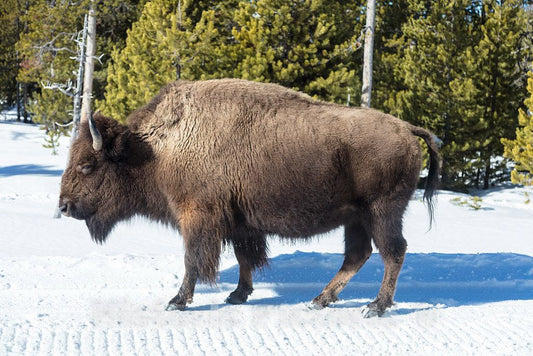 Photo- As the World Wildlife Fund points out, American bison, or buffaloes 3 Fine Art Photo Reproduction
