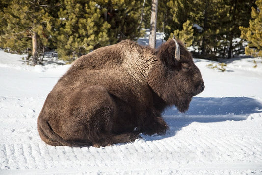 Photo- As The World Wildlife Fund Points Out, American Bison, or Buffaloes 4 Fine Art Photo Reproduction