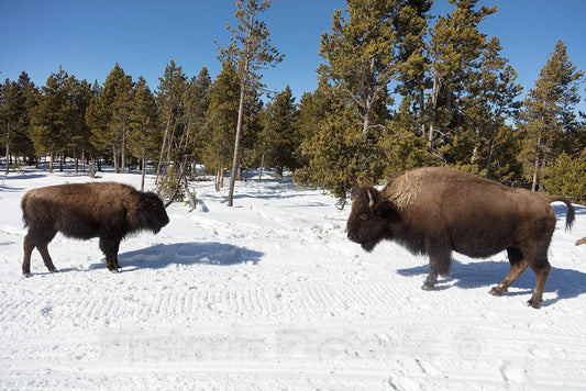 Photo- As The World Wildlife Fund Points Out, American Bison, or Buffaloes 5 Fine Art Photo Reproduction