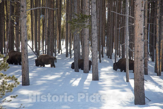 Photo- As The World Wildlife Fund Points Out, American Bison, or Buffaloes 6 Fine Art Photo Reproduction