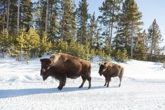 Photo- As The World Wildlife Fund Points Out, American Bison, or Buffaloes 7 Fine Art Photo Reproduction