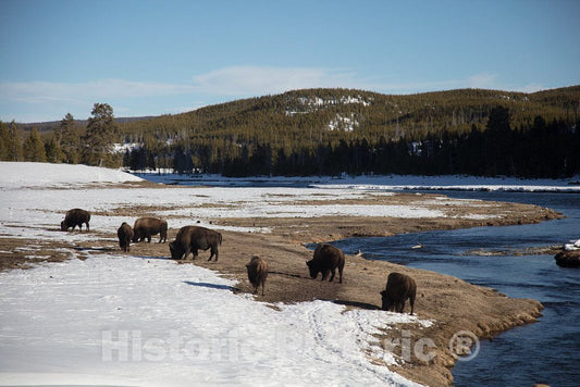 Photo- As the World Wildlife Fund points out, American bison, or buffaloes 8 Fine Art Photo Reproduction