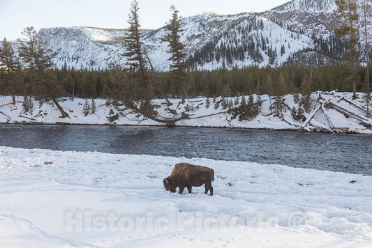 Photo- As The World Wildlife Fund Points Out, American Bison, or Buffaloes 9 Fine Art Photo Reproduction