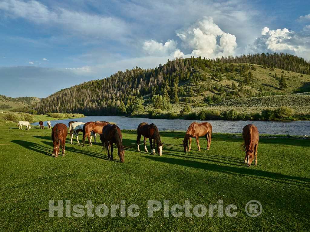 Photo- Horses Graze in The Pasture at The A Bar A Guest Ranch, Near Riverside, Wyoming 1 Fine Art Photo Reproduction