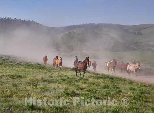 Photo- Horses Head for The Corral in The Daily Jingle, or Roundup of Horses, at The A Bar A Guest Ranch Near Riverside, Wyoming 3 Fine Art Photo Reproduction