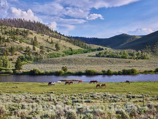 Photo- Horses Graze in The Pasture at The A Bar A Guest Ranch, Near Riverside, Wyoming 2 Fine Art Photo Reproduction
