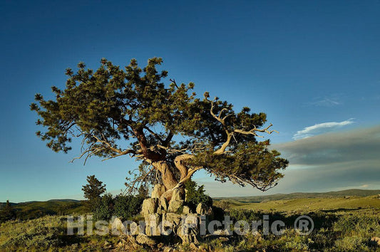 Photo- This ponderosa pine is a venerated object at the A Bar A guest ranch, near Riverside in Carbon County, Wyoming 2 Fine Art Photo Reproduction