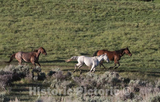 Photo - Horses Romp in The Pasture at The A Bar A Guest Ranch, Near Riverside, Wyoming- Fine Art Photo Reporduction