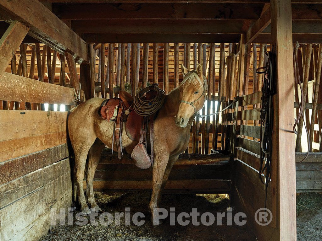 Photograph- Cowhand Jarrod Edwards's horse Amarillo cools off after a hard day's work at the Big Creek cattle ranch, a huge spread just above the Colorado line near Riverside in Carbon County