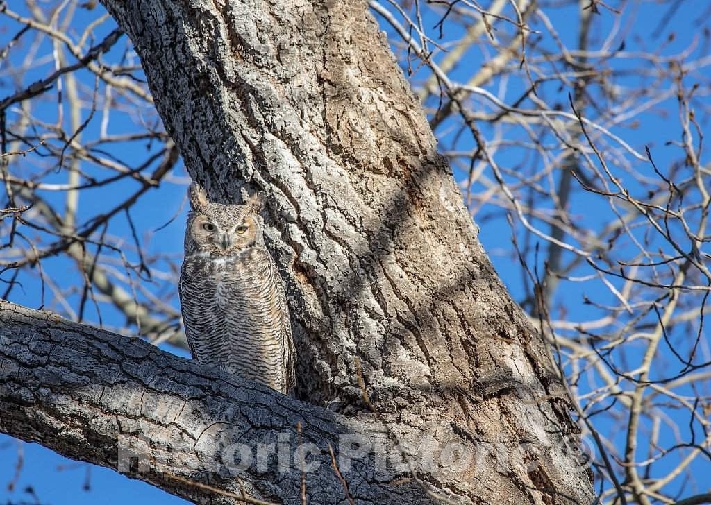 Photo - A Great Horned owl has asserted Permanent Visiting Rights to a Tree Above The Ranch Headquarters at The Big Creek Cattle Ranch- Fine Art Photo Reporduction