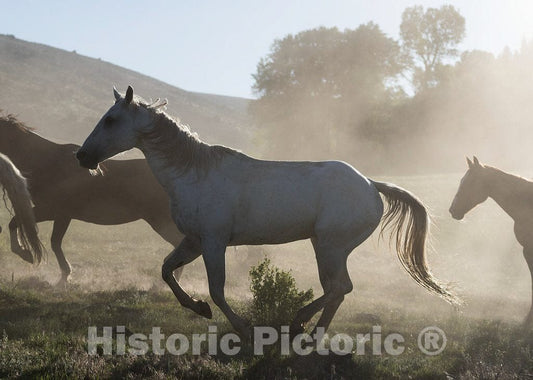 Photo- Horses Head for The Corral in The Daily Jingle, or Roundup of Horses, at The A Bar A Guest Ranch Near Riverside, Wyoming 5 Fine Art Photo Reproduction