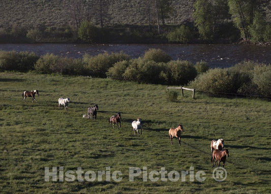 Photo- Horses Gallop in a Pasture at The A Bar A Guest Ranch, just Over The Colorado Border Near Riverside in Carbon County, Wyoming 1 Fine Art Photo Reproduction