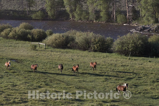 Photo- Horses Gallop in a Pasture at The A Bar A Guest Ranch, just Over The Colorado Border Near Riverside in Carbon County, Wyoming 2 Fine Art Photo Reproduction