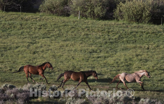 Photo- Horses Gallop in a Pasture at The A Bar A Guest Ranch, just Over The Colorado Border Near Riverside in Carbon County, Wyoming 3 Fine Art Photo Reproduction