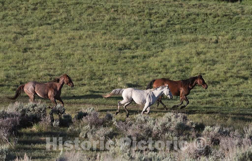 Photo- Horses gallop in a pasture at the A Bar A guest ranch, just over the Colorado border near Riverside in Carbon County, Wyoming 4 Fine Art Photo Reproduction