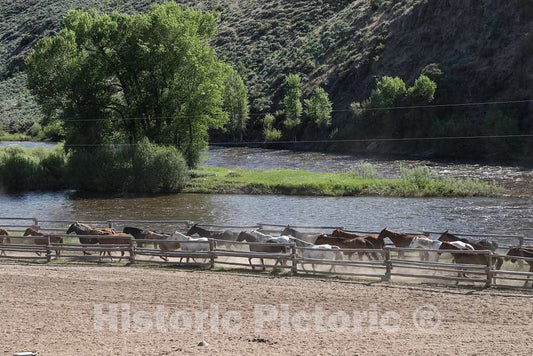 Photo - Horses return to the corral at the A Bar A guest ranch, just over the Colorado border near Riverside in Carbon County, Wyoming- Fine Art Photo Reporduction