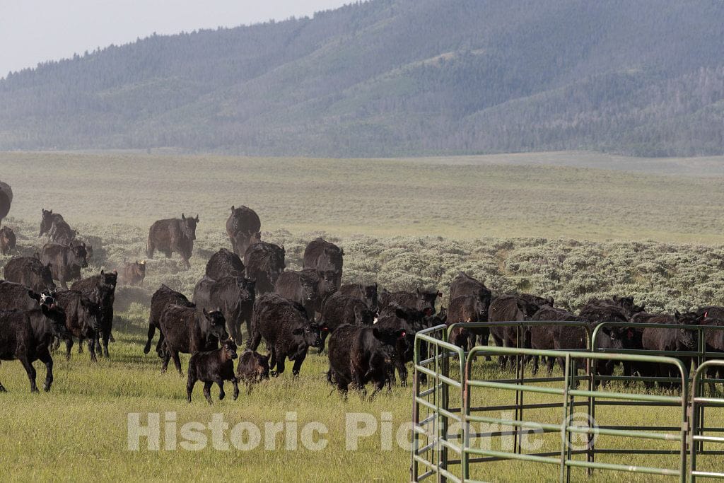 Photo - Perhaps The Herd can Sense it: It's Branding Day at The Big Creek Cattle Ranch, a Large Spread on The Colorado Border Near Riverside in Carbon County, Wyoming