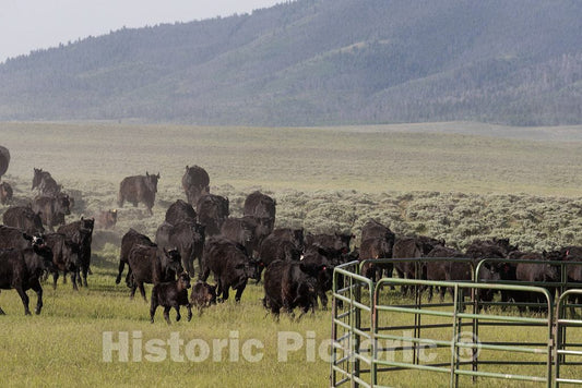 Photo - Perhaps The Herd can Sense it: It's Branding Day at The Big Creek Cattle Ranch, a Large Spread on The Colorado Border Near Riverside in Carbon County, Wyoming