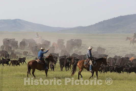 Photo- Before Calves are and Vaccinated on Branding Day at The Big Creek Cattle Ranch, a Large Spread on The Colorado Border Near Riverside in Carbon County, Wyoming 1