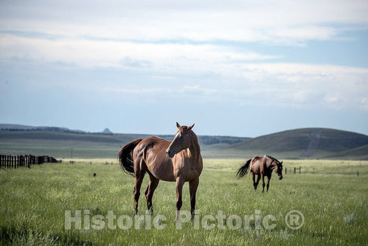 Photo - Two horses at the Kindness Ranch, near Hartville, Wyoming, which rehabilitates retired research animals of many species- Fine Art Photo Reporduction