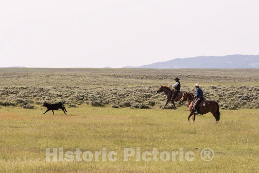 Photo- Before Calves are and Vaccinated on Branding Day at The Big Creek Cattle Ranch, a Large Spread on The Colorado Border Near Riverside in Carbon County, Wyoming 2
