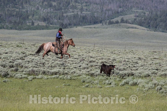 Photo - Cowhand Bob Souza stalks a Calf on Branding Day at The Big Creek Cattle Ranch, a Large Spread on The Colorado Border Near Riverside in Carbon County, Wyoming