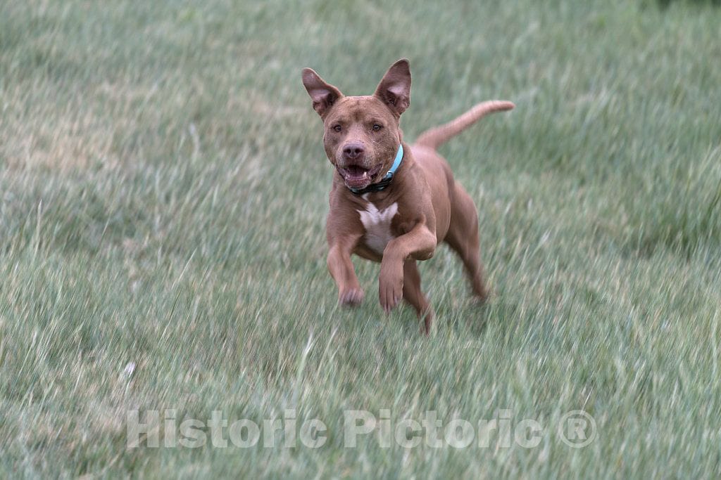 Photo- Rescue dogs get their own shelter, with plenty of room to run at the Kindness Ranch, near Hartville, Wyoming, which rehabilitates retired research animals of many species