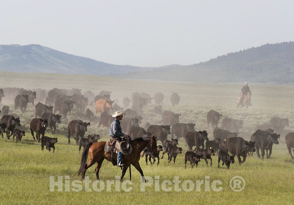 Photo - Ranch Manager Mark Dunning oversees a Roundup at The Big Creek Cattle Ranch Near The Colorado Border in Carbon County, Wyoming- Fine Art Photo Reporduction