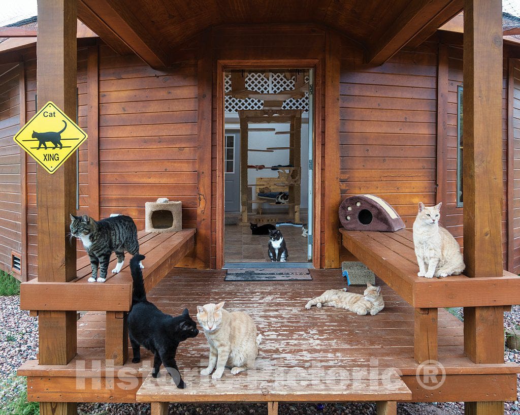 Photograph - Rescued Cats get Their own shelter, with Lots of Room to roam, at The Kindness Ranch, Near Hartville, Wyoming, which rehabilitates Retired Research Animals of Many Species 3