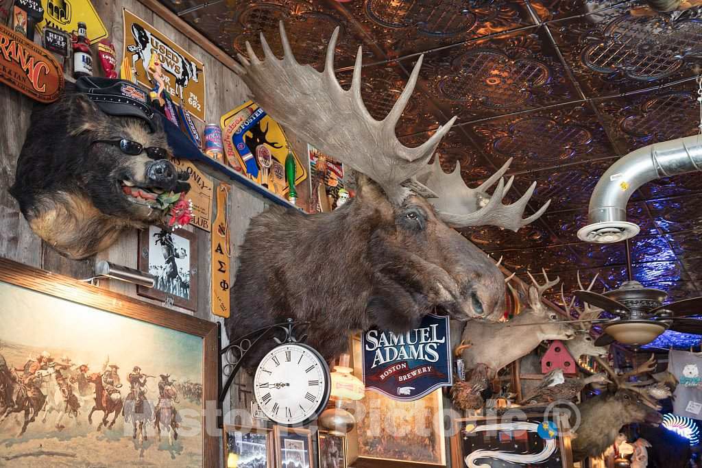 Photo - Trophy Heads at The White Wolf Saloon in Douglas, Wyoming- Fine Art Photo Reporduction