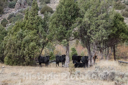Photo - Cattle in The Hills at The A Bar A Guest Ranch, just Over The Colorado Border Near Riverside in Carbon County, Wyoming- Fine Art Photo Reporduction