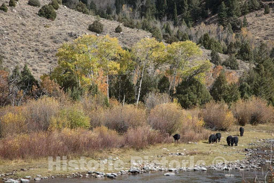 Photo - Cattle Graze at The A Bar A Guest Ranch, just Over The Colorado Border Near Riverside in Carbon County, Wyoming- Fine Art Photo Reporduction
