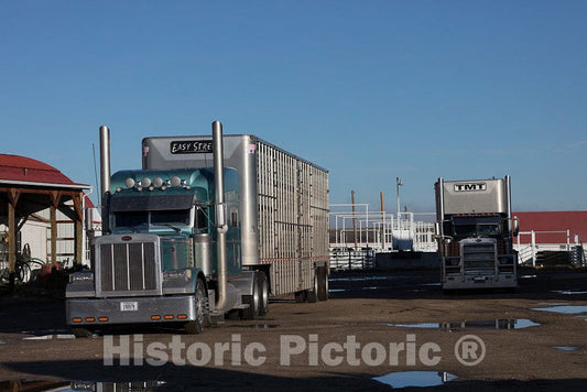 Photo- A day the herd would dread if they could: the big cattle-transport trailers have arrived to take steers to market at the Big Creek cattle ranch 1 Fine Art Photo Reproduction