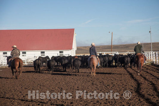Photo - Cowhands Assemble The Herd on Off-to-Market Day at The Big Creek Cattle Ranch, a Large Spread on The Colorado Border Near Riverside in Carbon County, Wyoming
