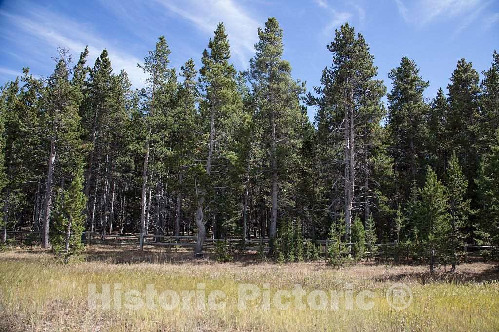 Photo - Pine forest in scenic and remote Sheridan County in north-central Wyoming- Fine Art Photo Reporduction