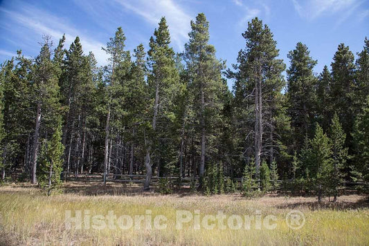 Photo - Pine forest in scenic and remote Sheridan County in north-central Wyoming- Fine Art Photo Reporduction