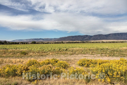 Photo - Fields of Tall Grasses and Flowers, Including drooping Sunflowers (Above), Near Shell, Wyoming- Fine Art Photo Reporduction