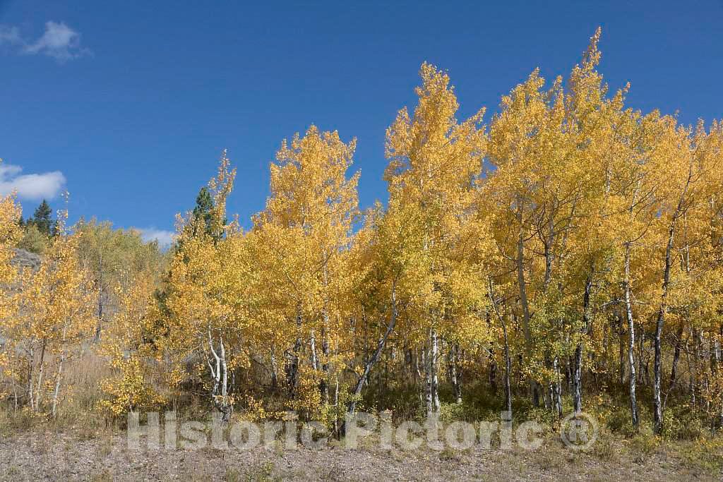 Photo- Fall display in Grand Teton National Park in northwest Wyoming. Other relatively small portions of the scenic park spill into Montana and Idaho 1 Fine Art Photo Reproduction