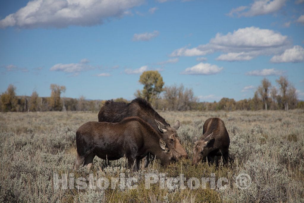Photo- Moose graze in Grand Teton National Park in northwest Wyoming. Other relatively small portions of the scenic park spill into Montana and Idaho 1 Fine Art Photo Reproduction