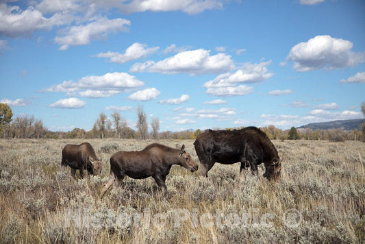 Photo- Moose graze in Grand Teton National Park in northwest Wyoming. Other relatively small portions of the scenic park spill into Montana and Idaho 2 Fine Art Photo Reproduction