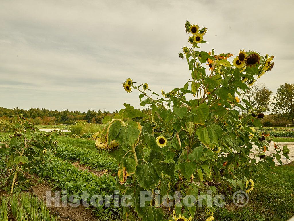 Photo- Garden at Canterbury Shaker Village in Canterbury, New Hampshire 2 Fine Art Photo Reproduction