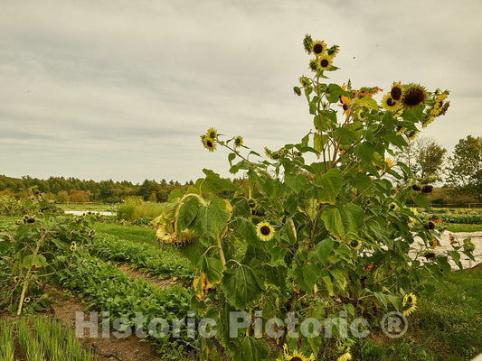 Photo- Garden at Canterbury Shaker Village in Canterbury, New Hampshire 2 Fine Art Photo Reproduction